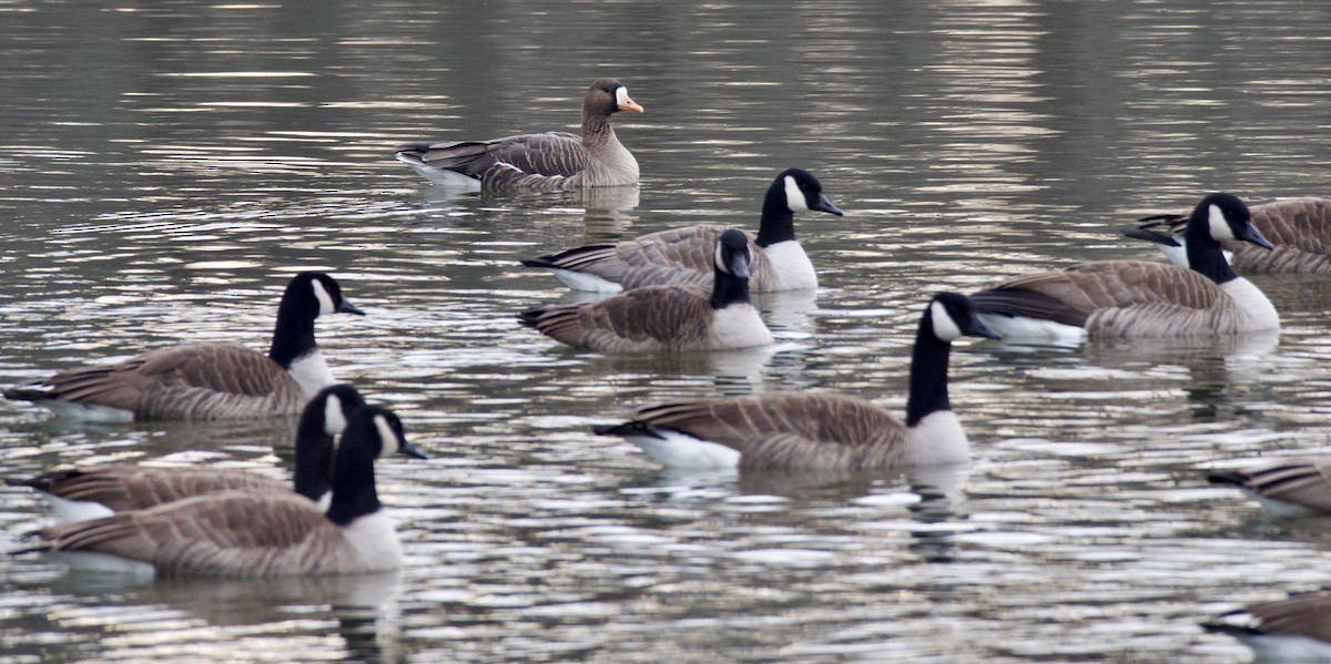 Greater White-fronted Goose - ML612288329