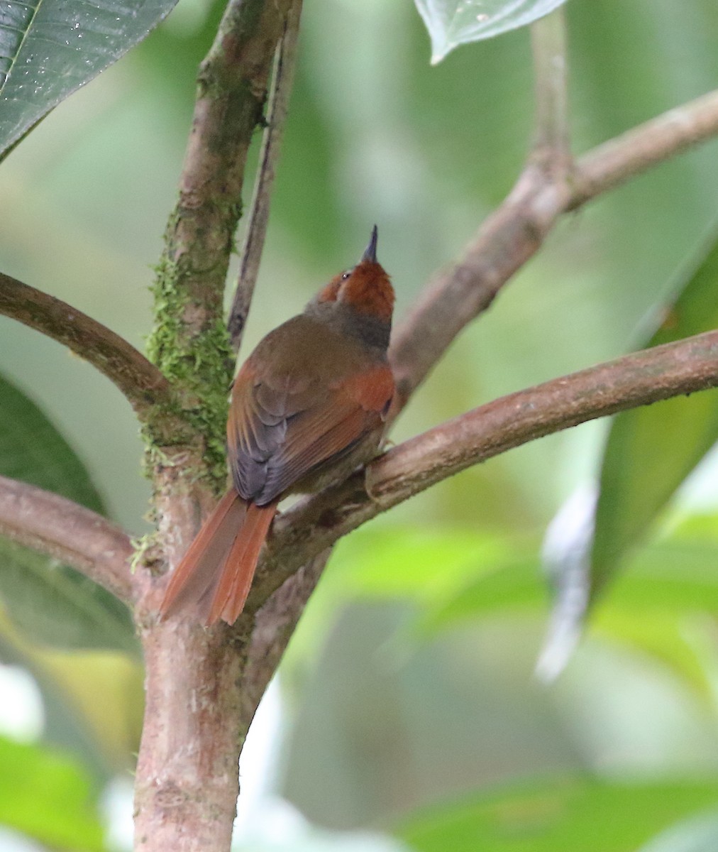 Red-faced Spinetail - ML612288405