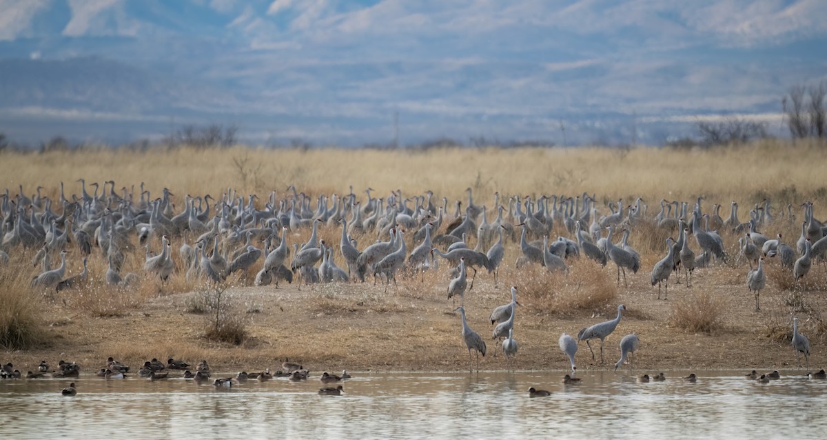 Sandhill Crane - ML612288406