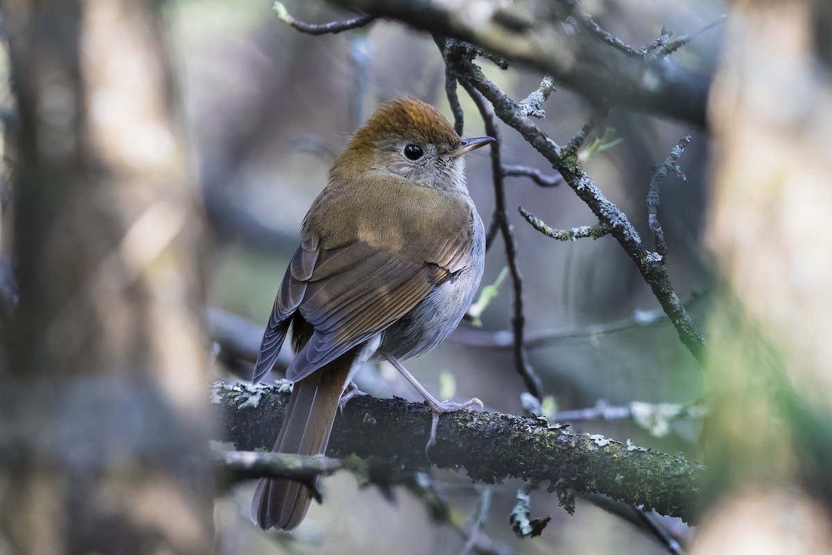 Russet Nightingale-Thrush - ML612288519