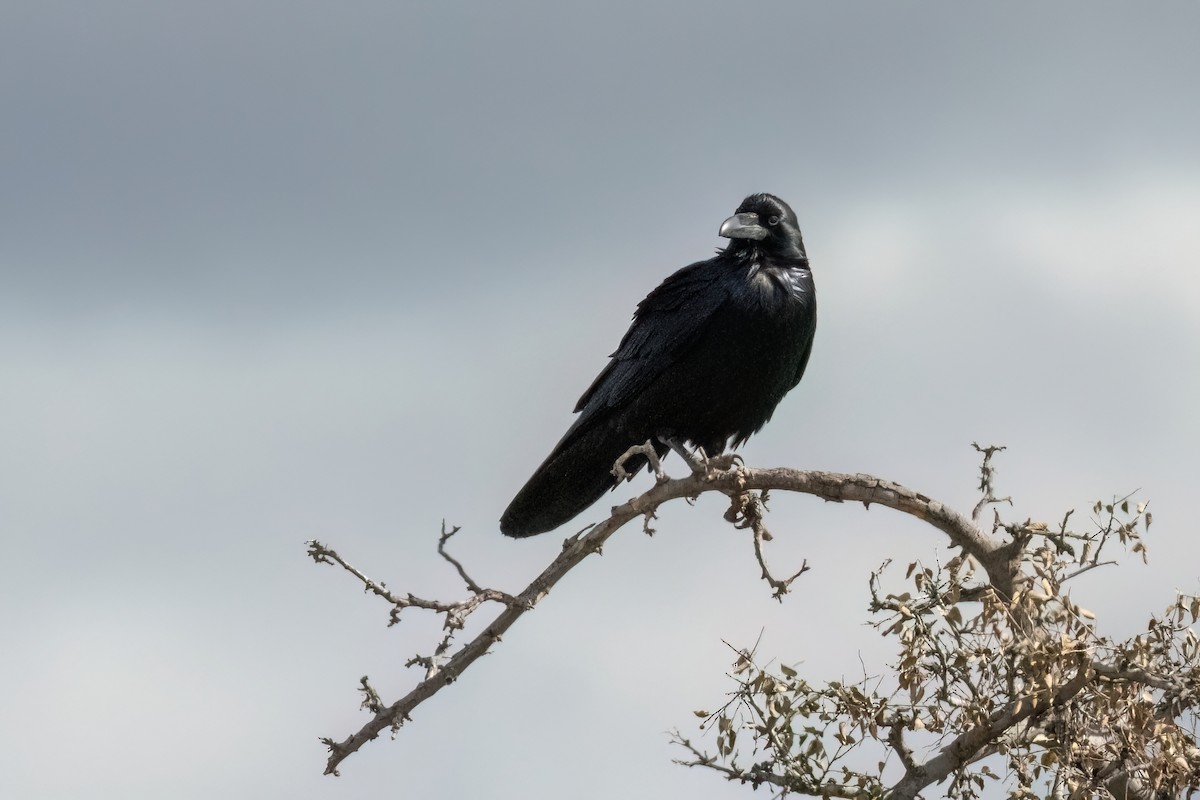 Common Raven - ML612288599