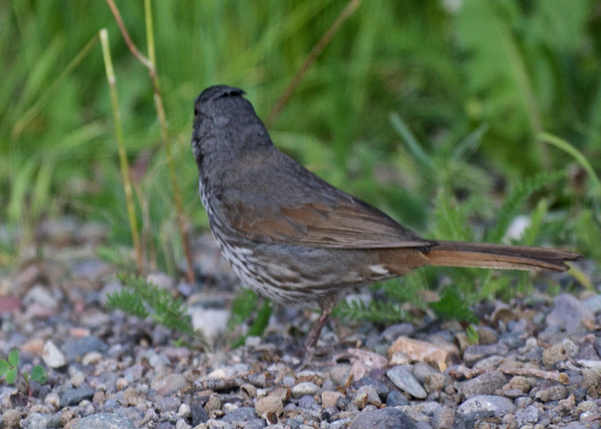 Fox Sparrow - ML61228861