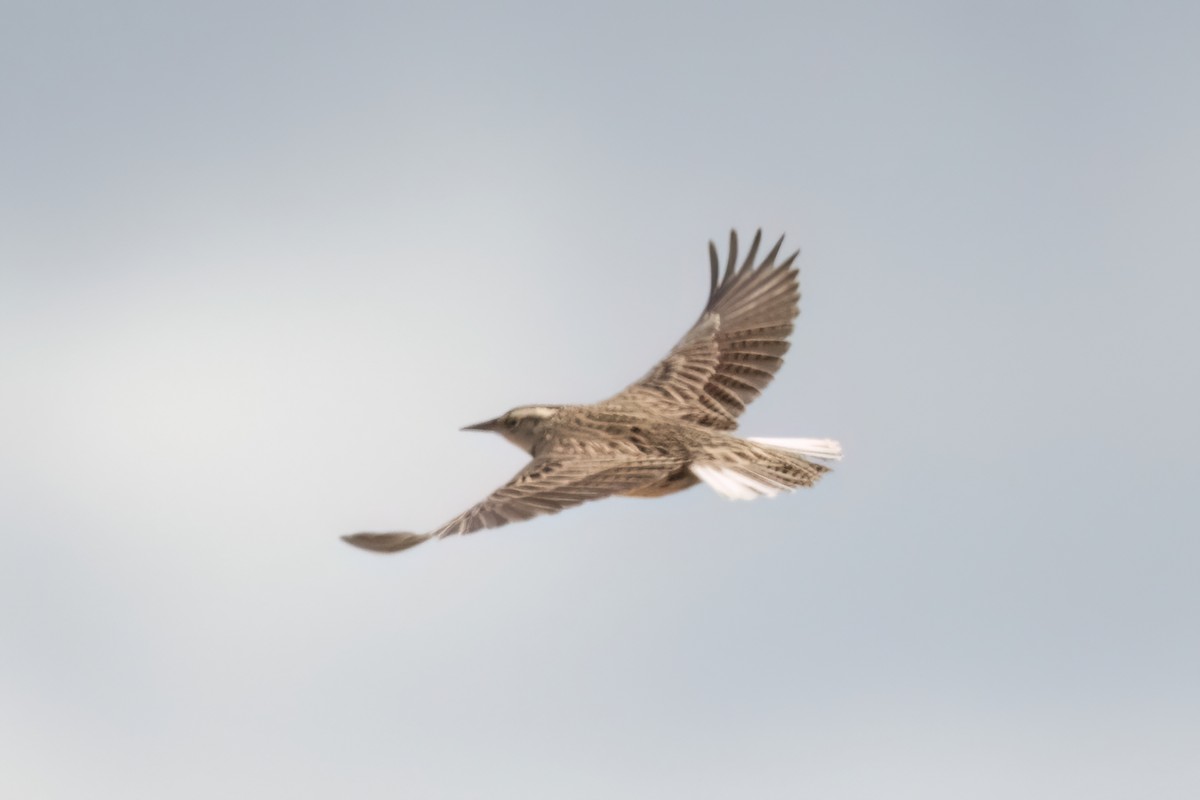 Chihuahuan Meadowlark - ML612288615