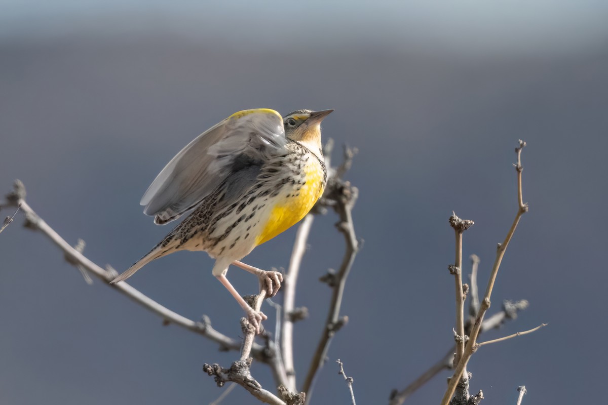 Chihuahuan Meadowlark - ML612288617