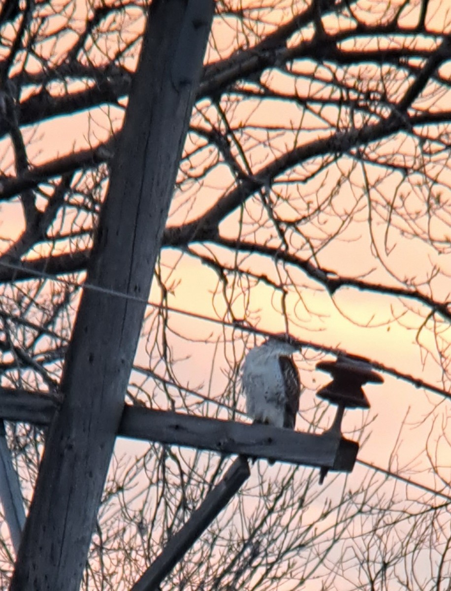 Ferruginous Hawk - ML612288677