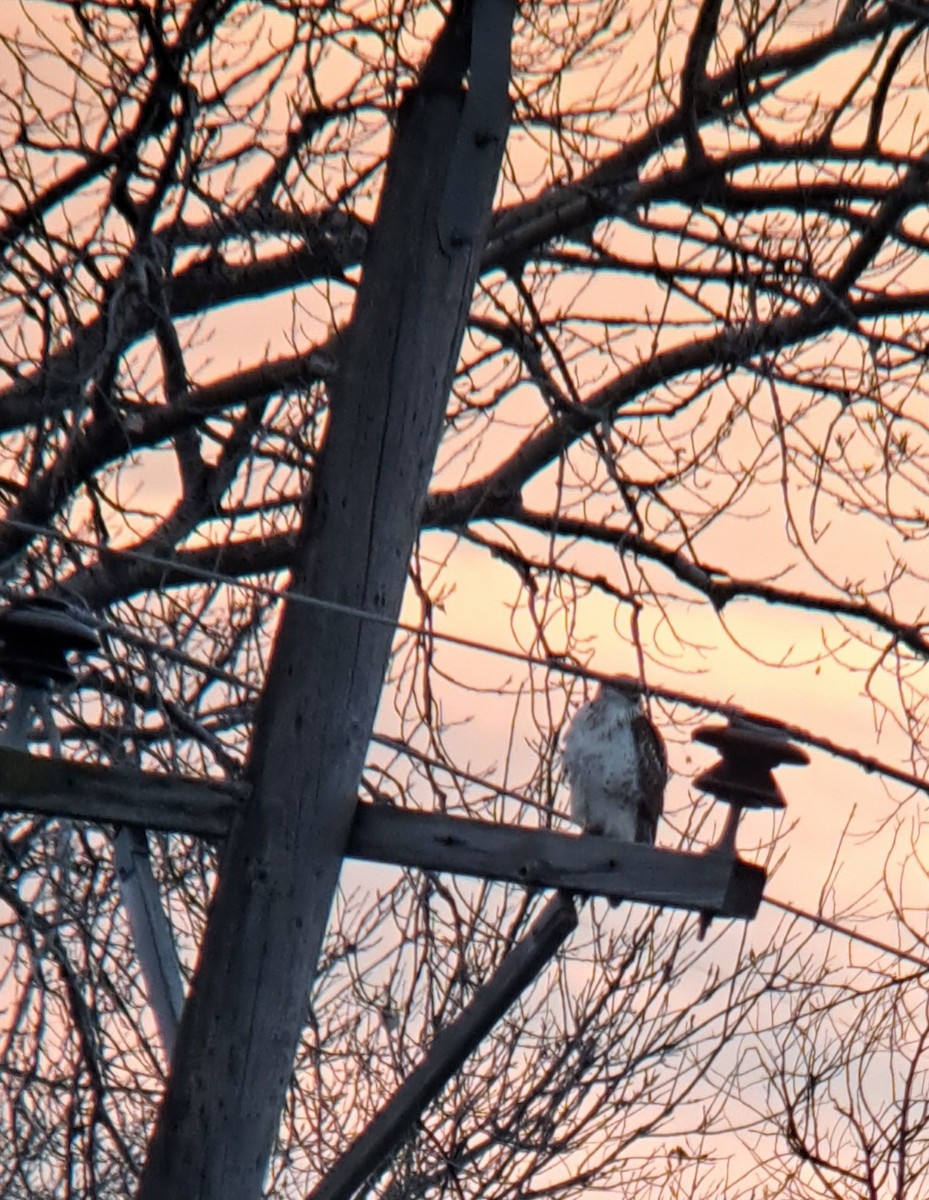 Ferruginous Hawk - ML612288690