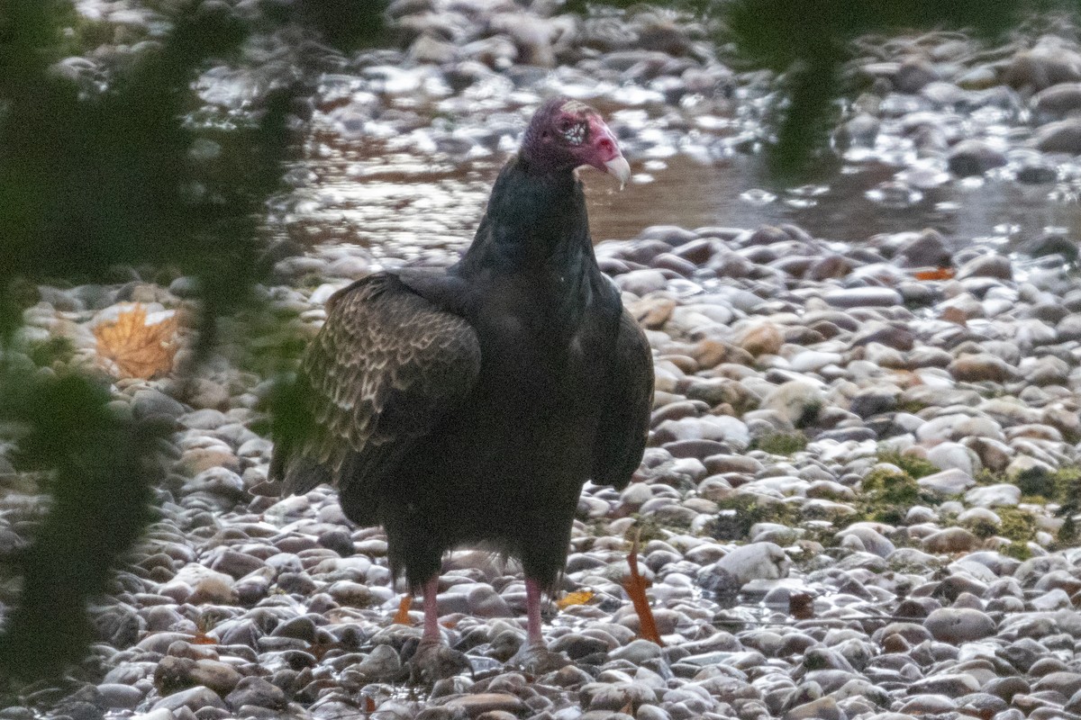 Urubu à tête rouge - ML612288731