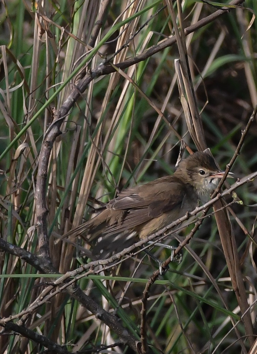 Clamorous Reed Warbler - ML612288777