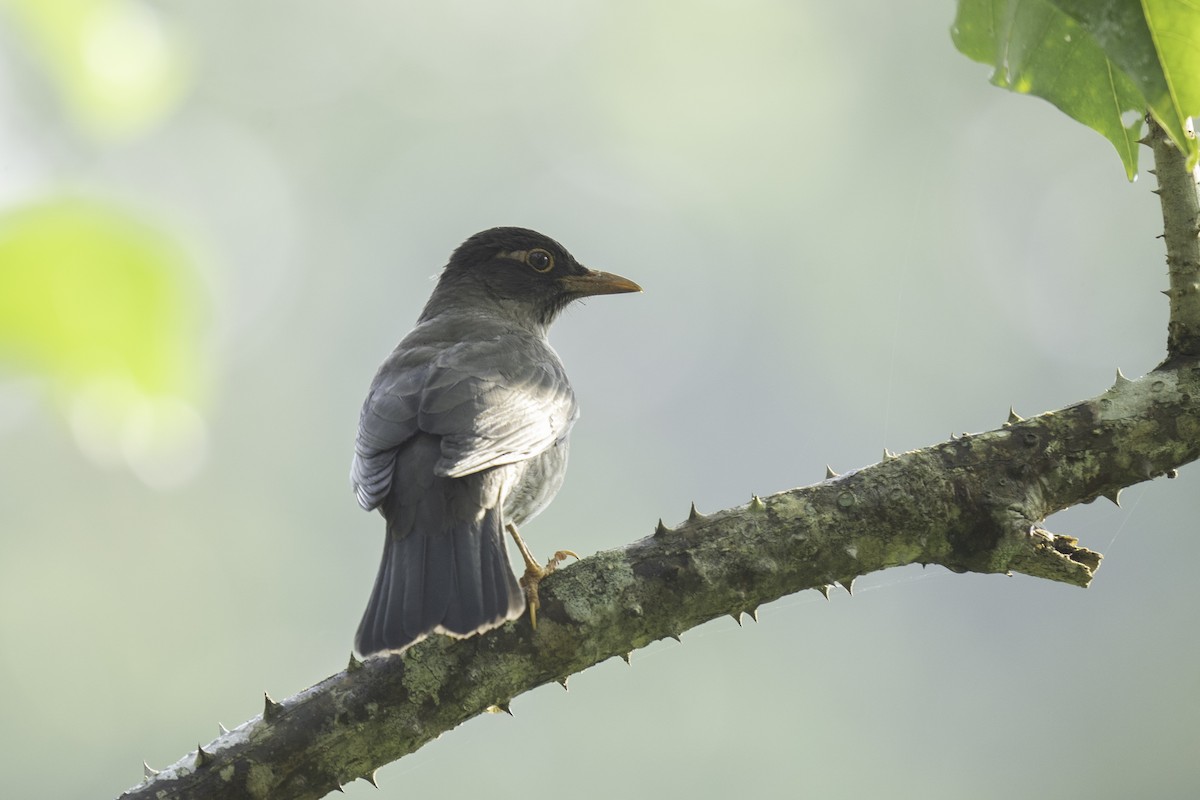 Indian Blackbird (Black-capped) - ML612288788