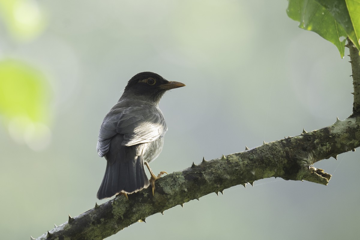Indian Blackbird (Black-capped) - ML612288789