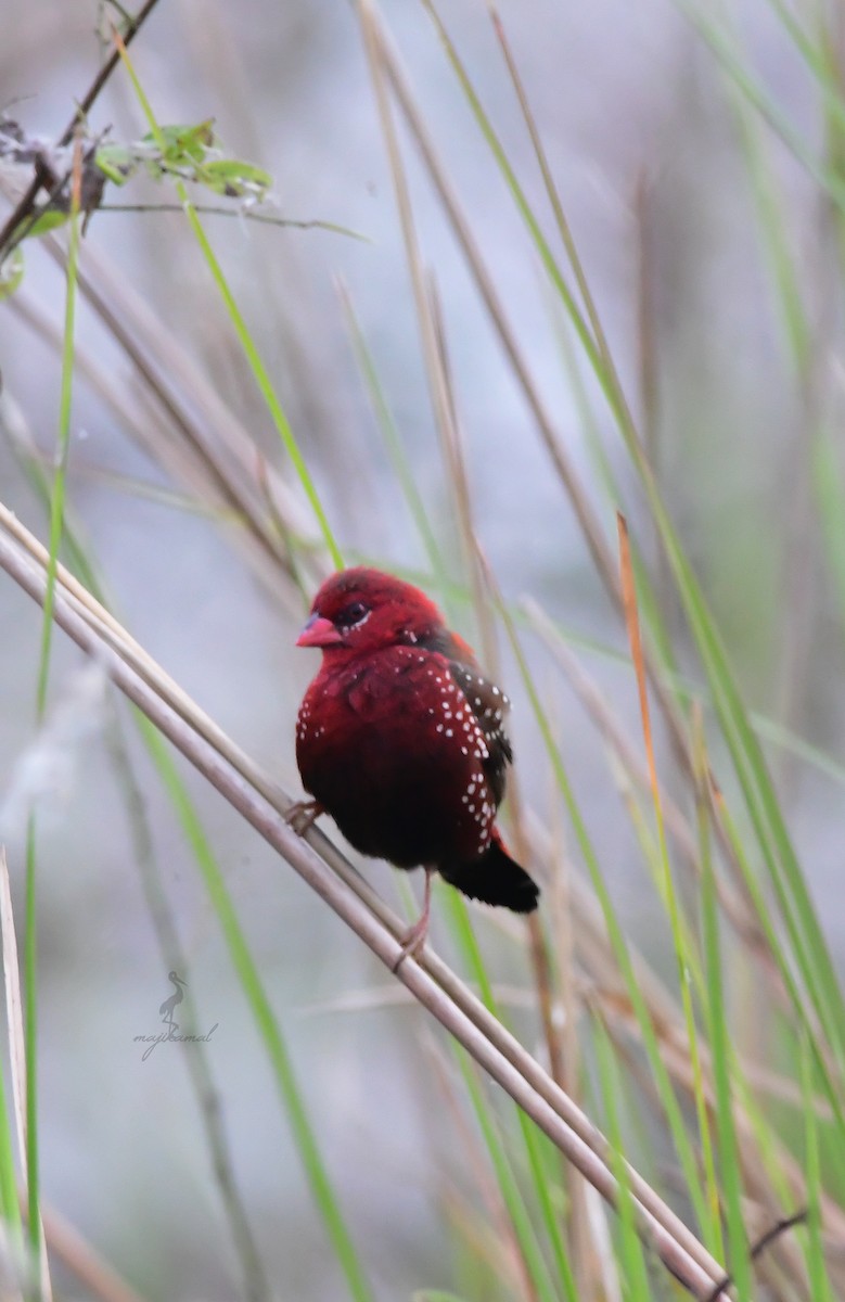 Red Avadavat - ML612288791