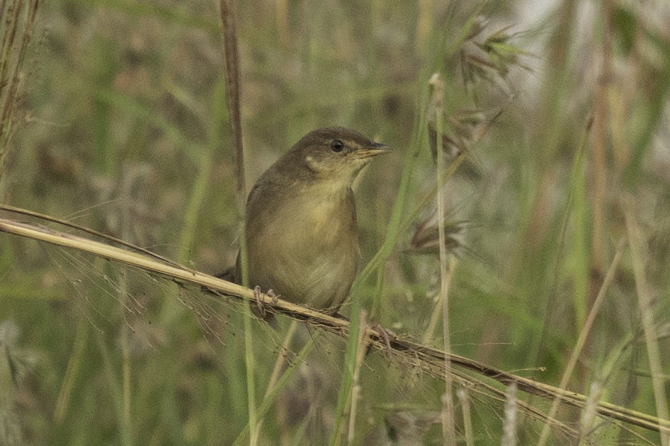 Broad-tailed Grassbird - ML612288837