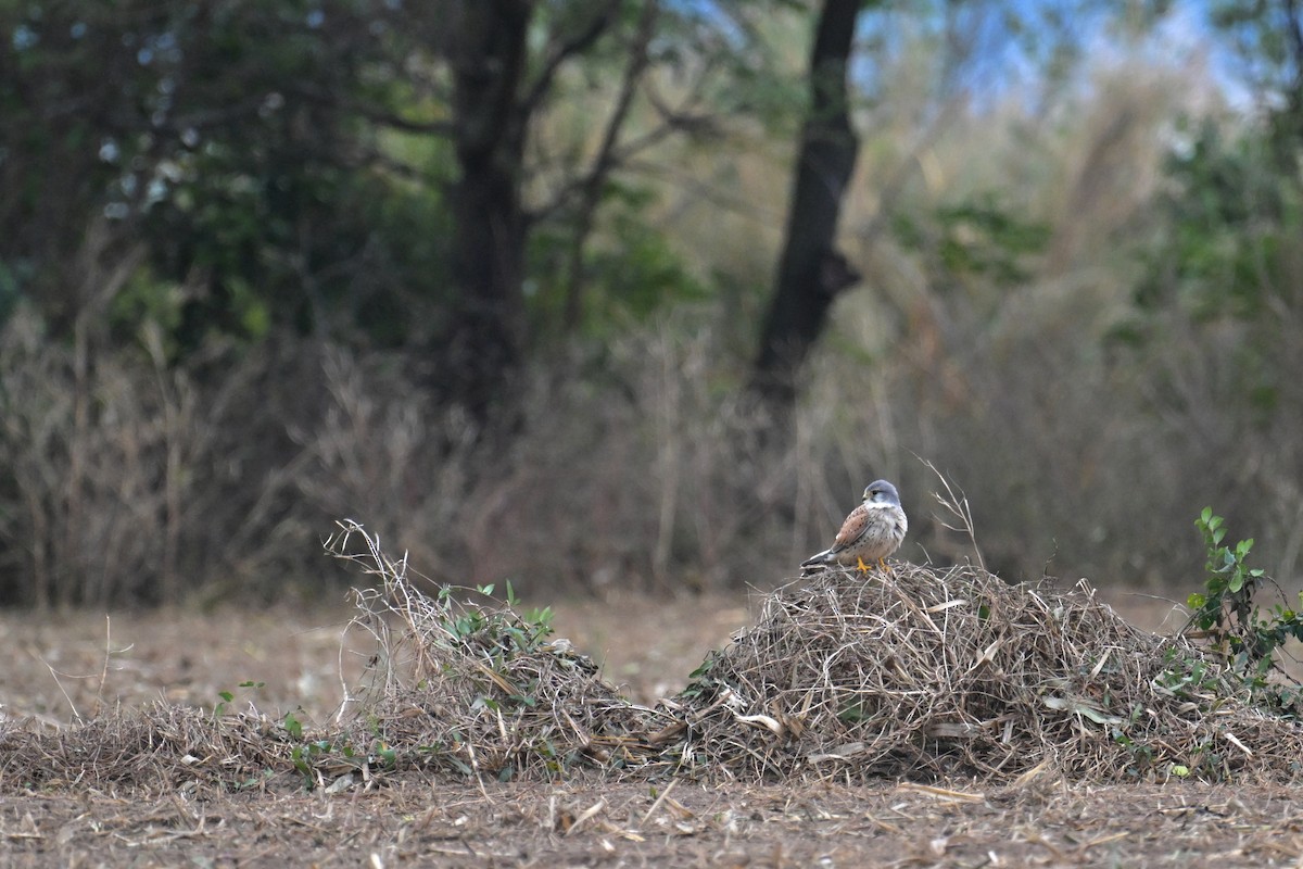 Eurasian Kestrel - ML612288844