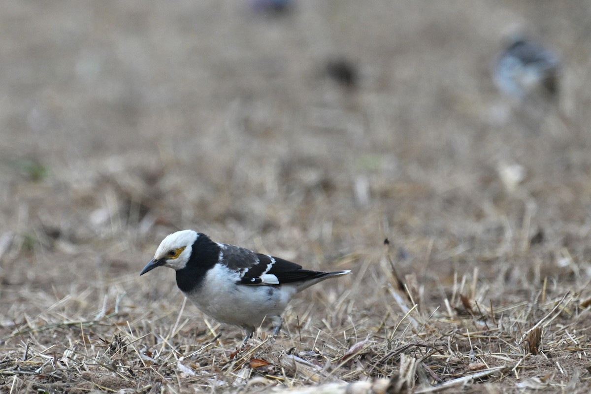 Black-collared Starling - Ting-Wei (廷維) HUNG (洪)