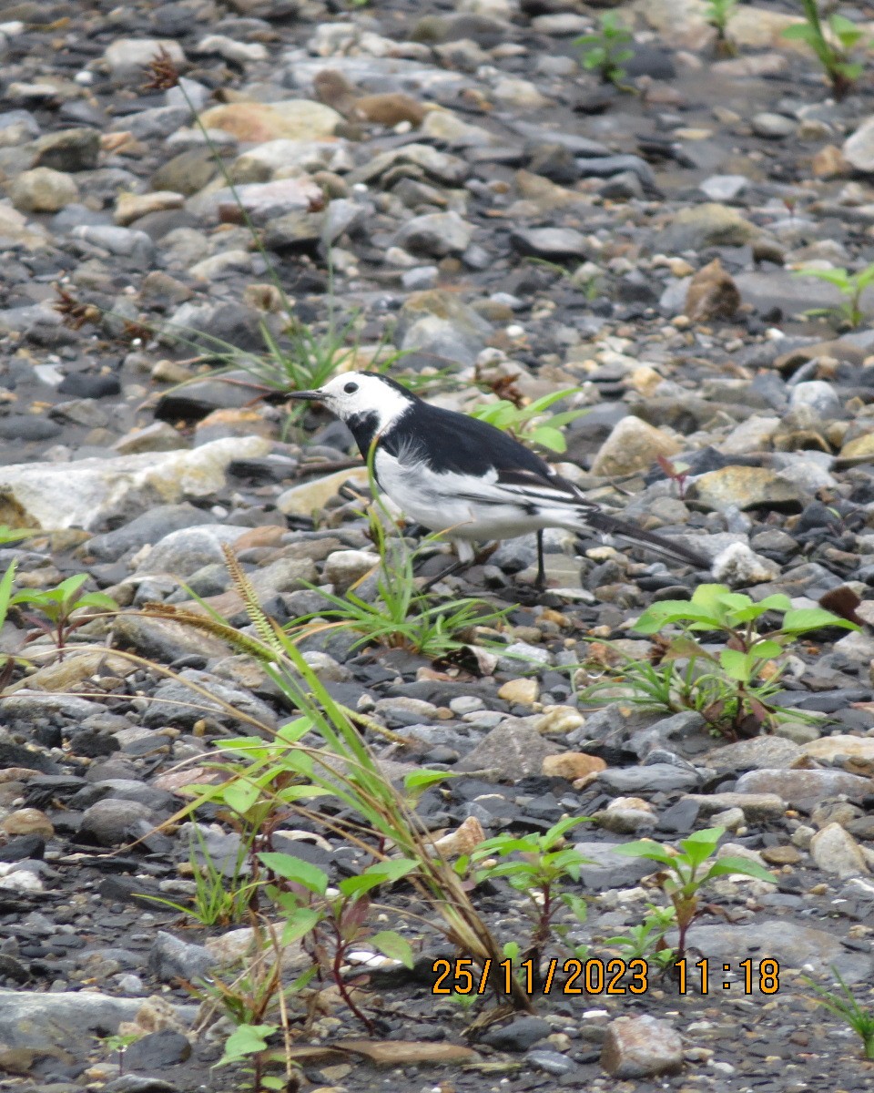 White Wagtail - ML612288925