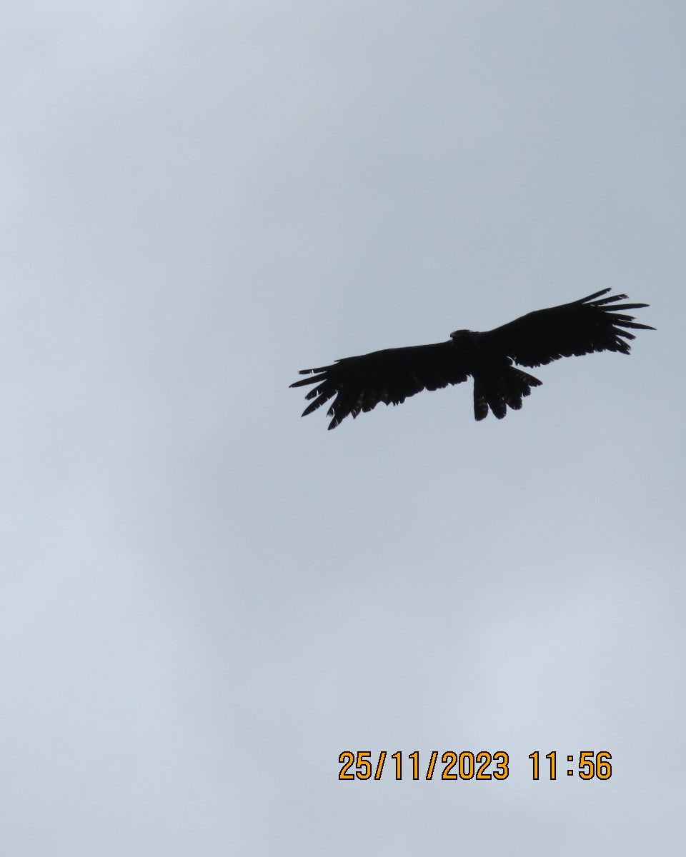 Black Eagle - ML612288937