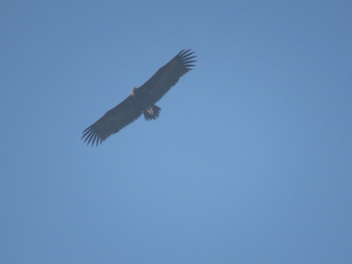 Cinereous Vulture - ML612288938