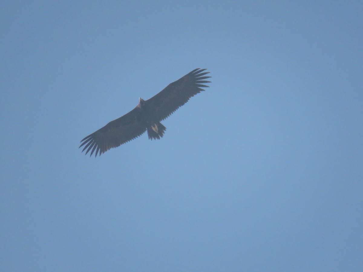 Cinereous Vulture - ahmad mohammadi ravesh