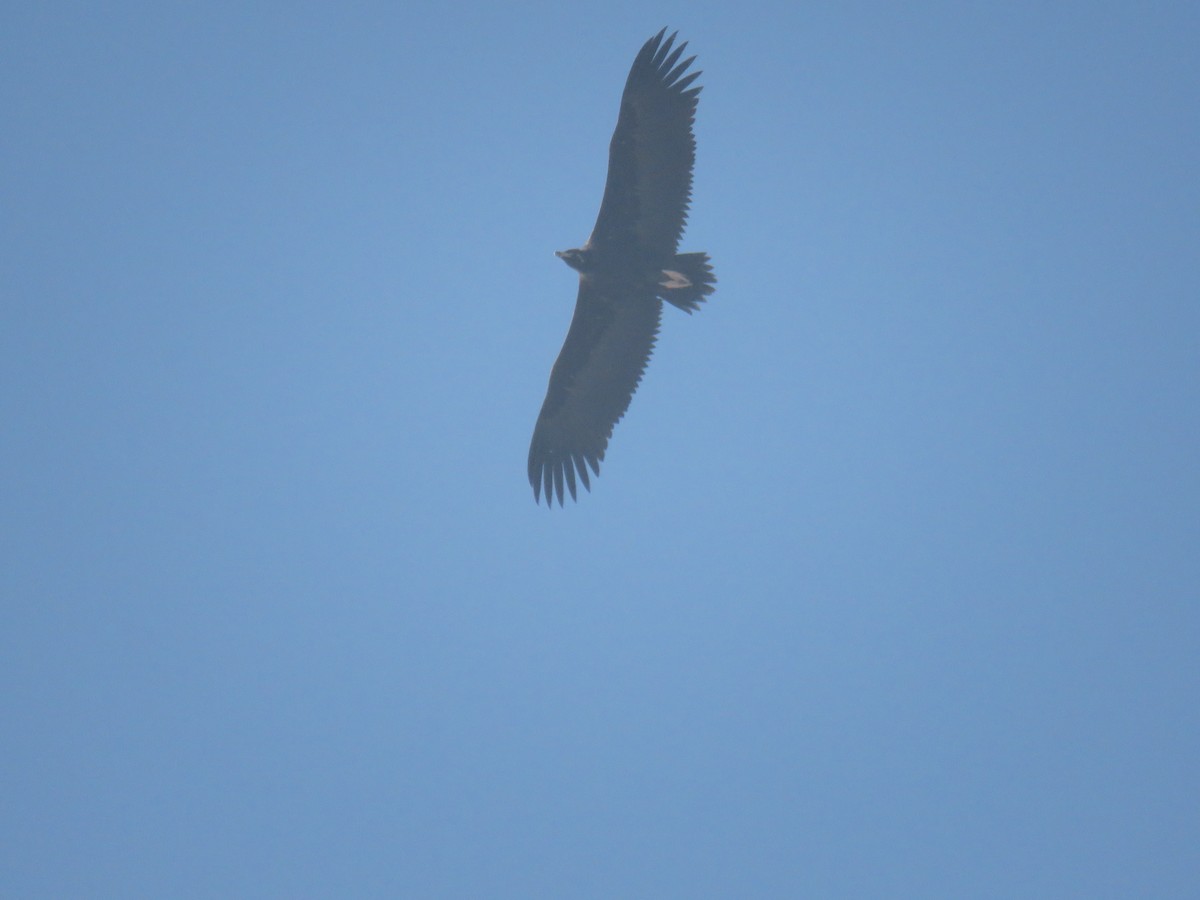 Cinereous Vulture - ML612288940