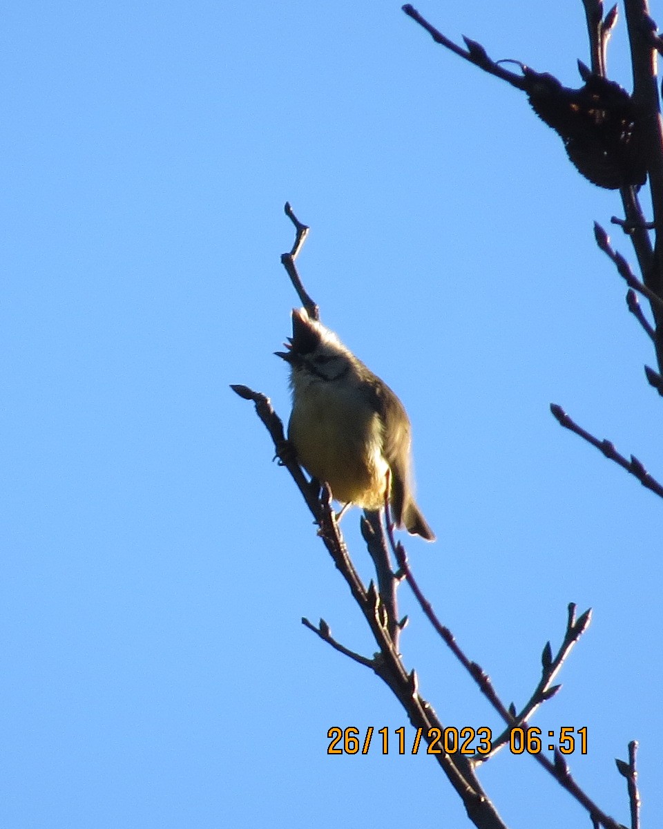 Taiwan Yuhina - Gary Bletsch