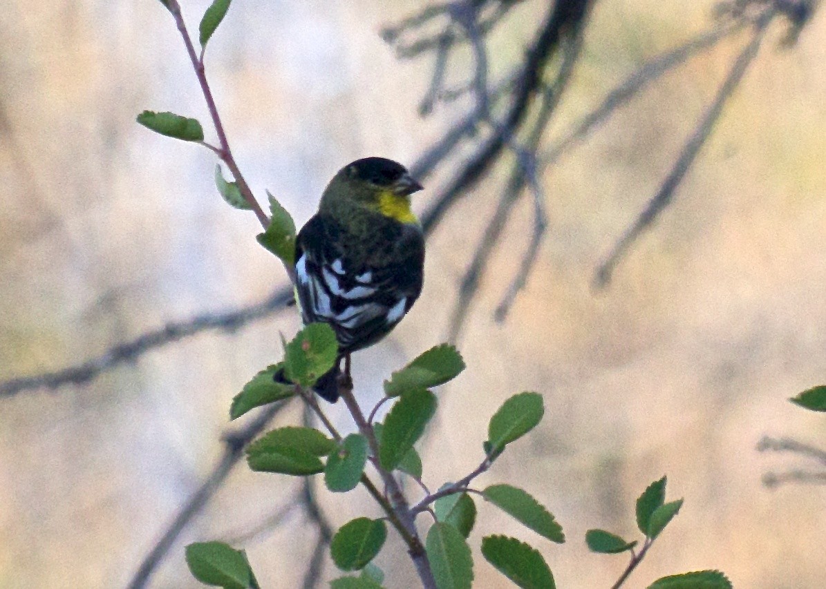 Lesser Goldfinch - ML61228921