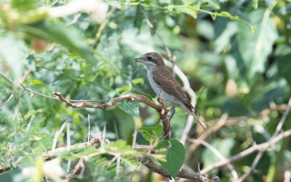Red-backed Shrike - ML612289220