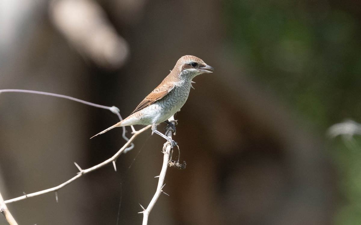 Red-backed Shrike - ML612289221