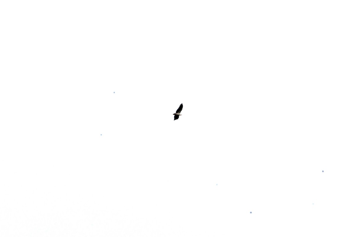 Pygargue blagre - ML612289223