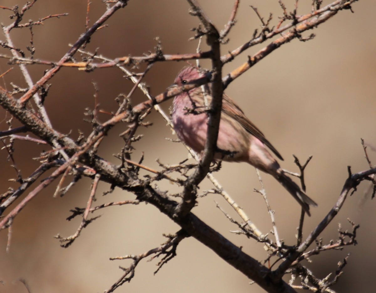 Chinese Beautiful Rosefinch - ML612289306