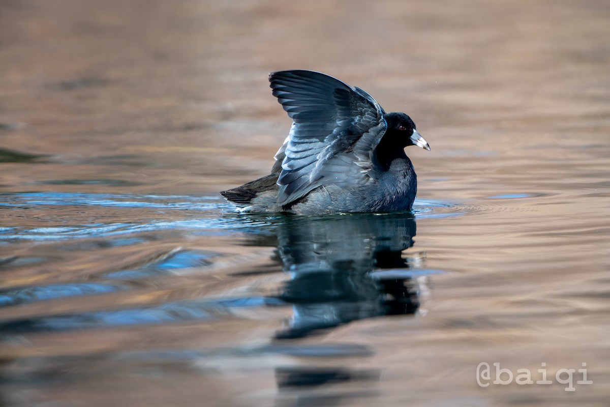 American Coot - ML612289315