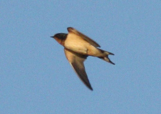 Barn Swallow (American) - ML612289377