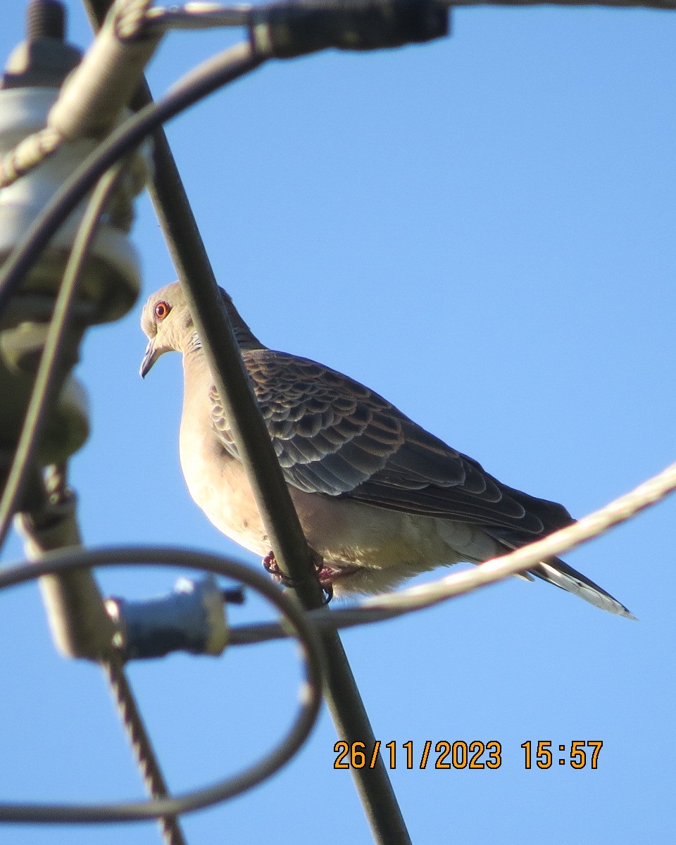 Oriental Turtle-Dove - ML612289382