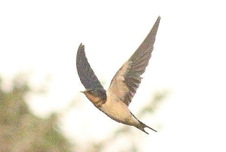 Barn Swallow (American) - ML612289383