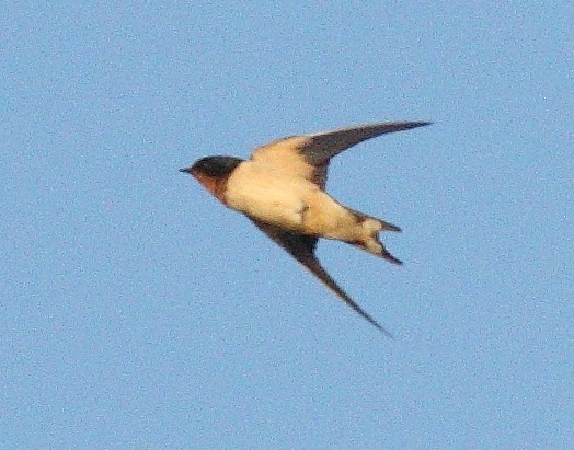 Barn Swallow (American) - ML612289384