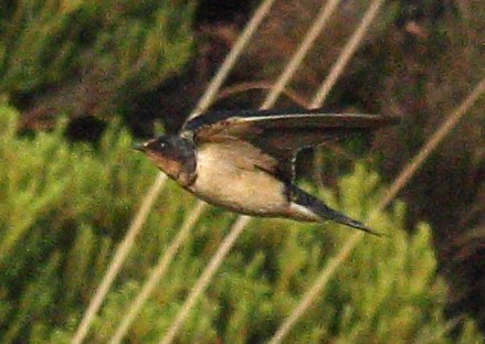 Barn Swallow (American) - ML612289385