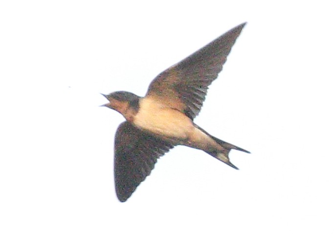 Barn Swallow (American) - ML612289386