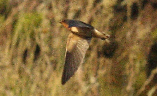 Barn Swallow (American) - ML612289387