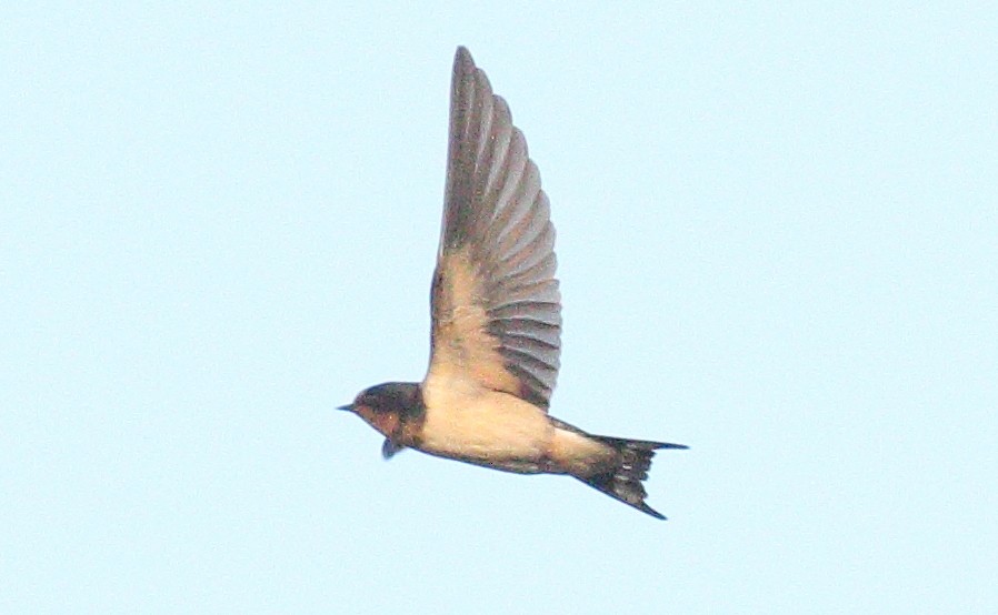 Barn Swallow (American) - ML612289388