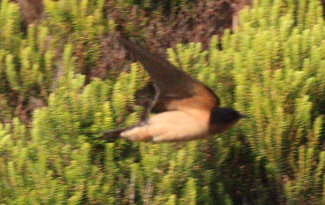 Barn Swallow (American) - ML612289389