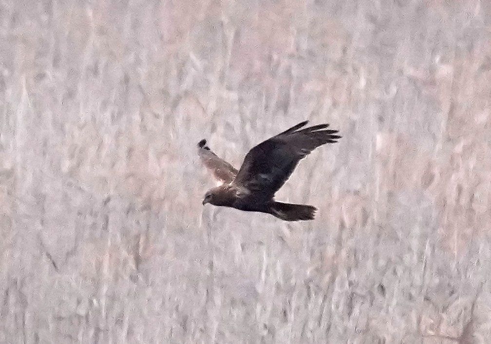 Eastern Marsh Harrier - ML612289406