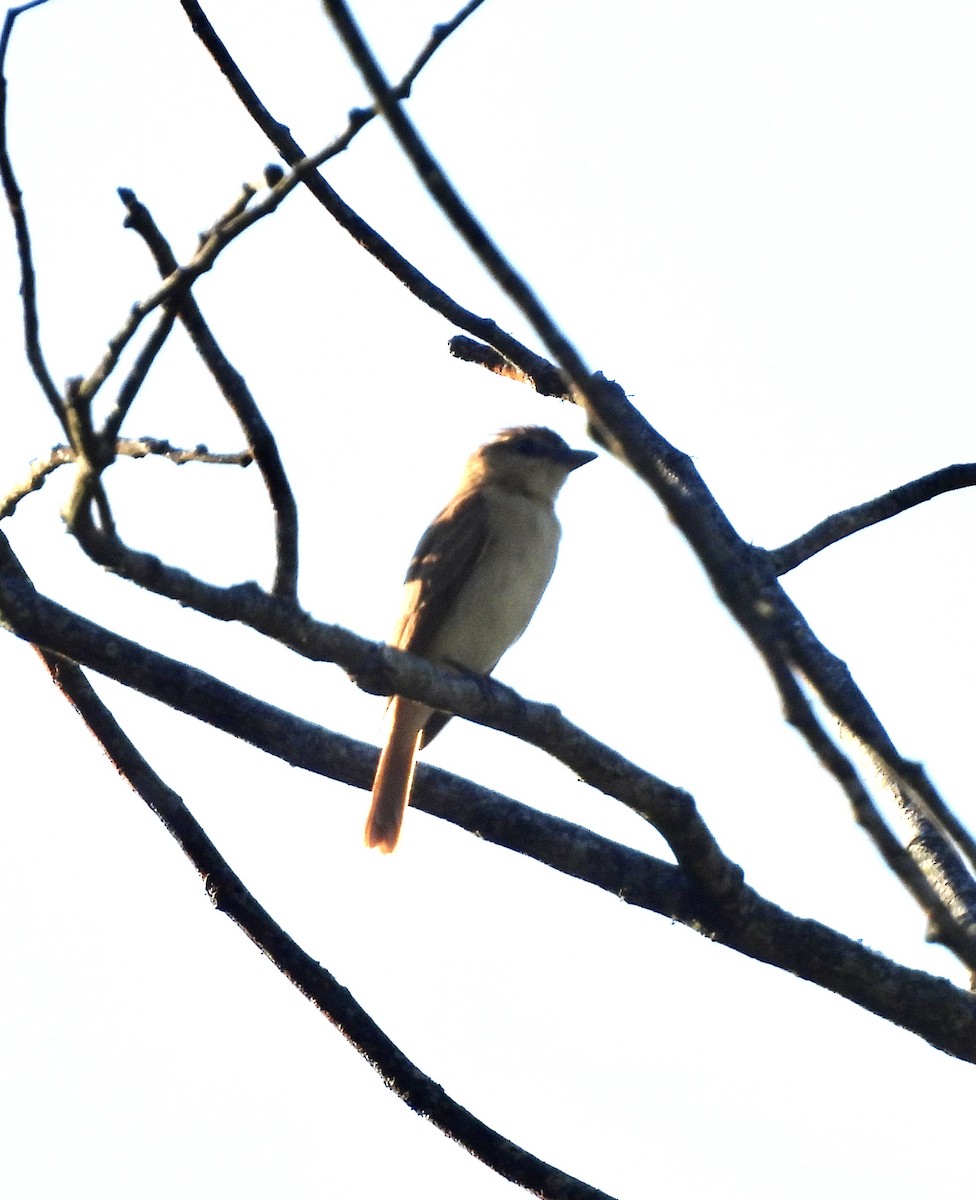 Golden-faced Tyrannulet (Coopmans's) - ML612289410