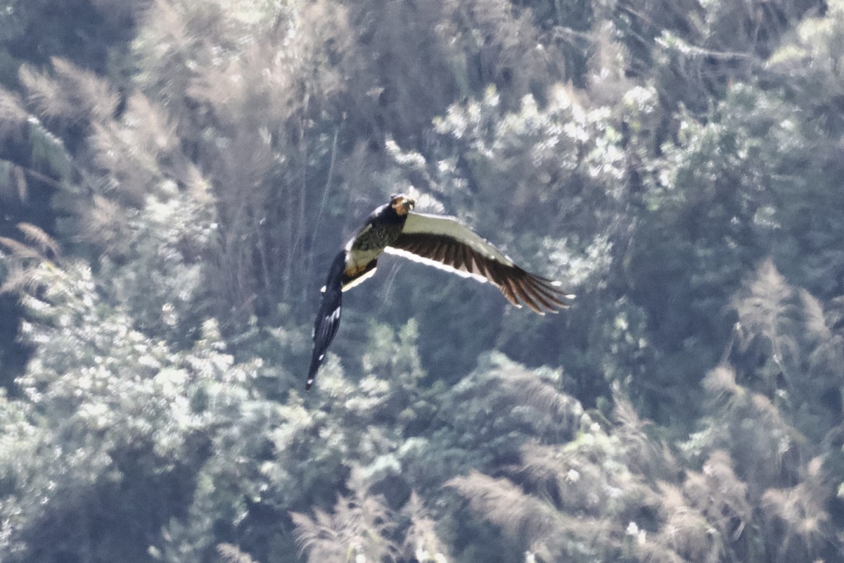 Caracara Carunculado - ML612289458