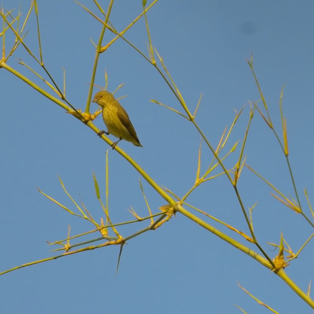 Thick-billed Flowerpecker - ML612289541