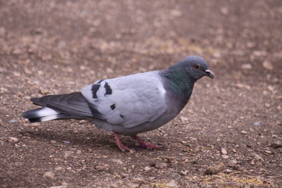 Hill Pigeon - ML612289548