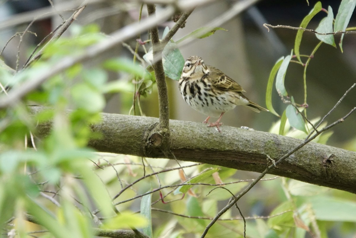 Pipit à dos olive - ML612289563