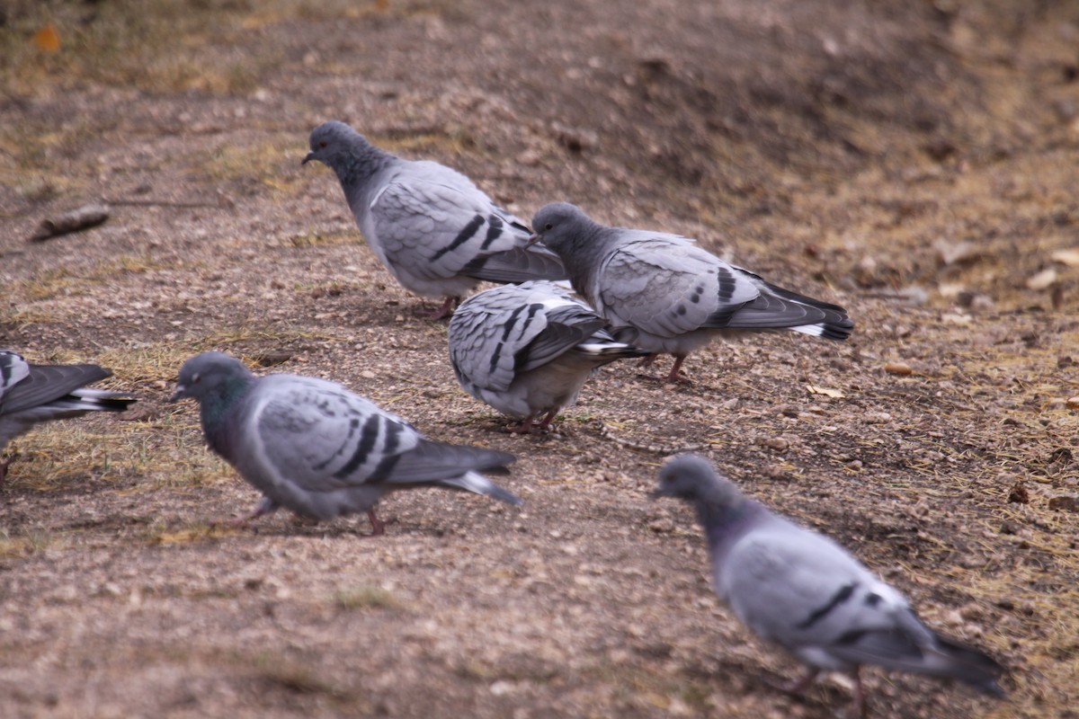 Pigeon des rochers - ML612289574