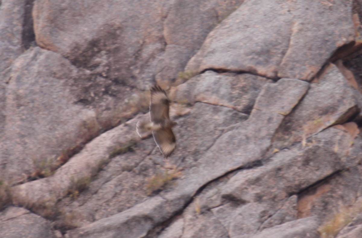 Eastern Buzzard - ML612289598