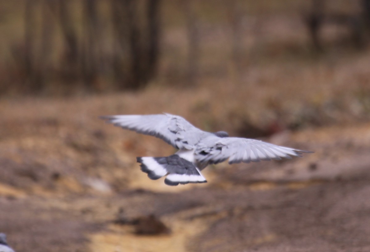 Hill Pigeon - ML612289610