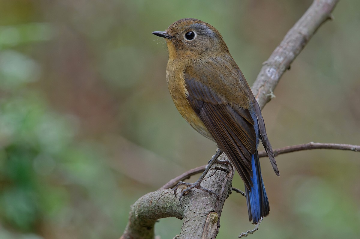 Rufous-breasted Bush-Robin - Oleg Nabrovenkov