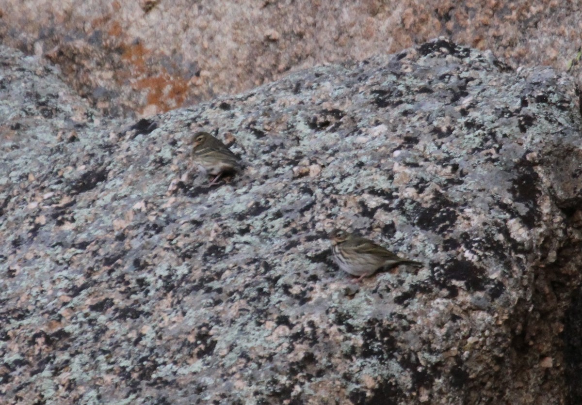 Olive-backed Pipit - ML612289670